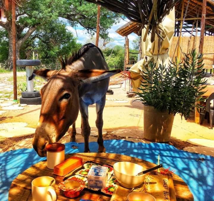 Albergue Eselbe Camp Backpackers Nata Exterior foto